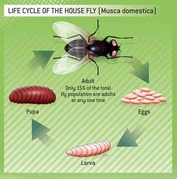 stages of a house fly